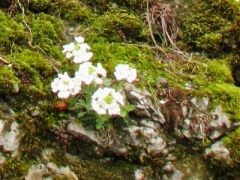 Цветы на скале